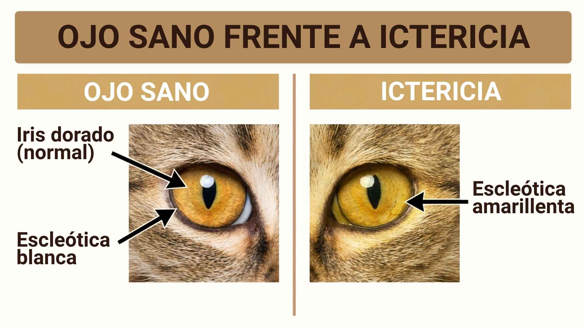 Gato con ojos amarillos